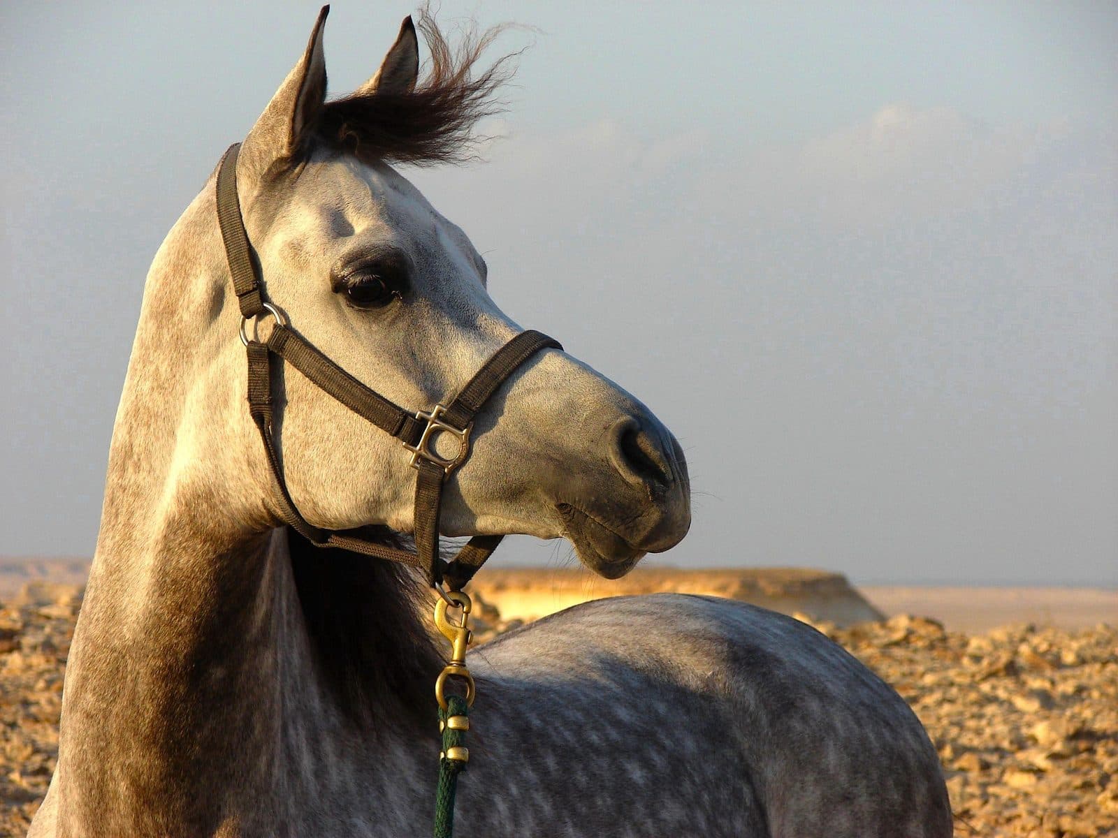 Rayyan Al Najd