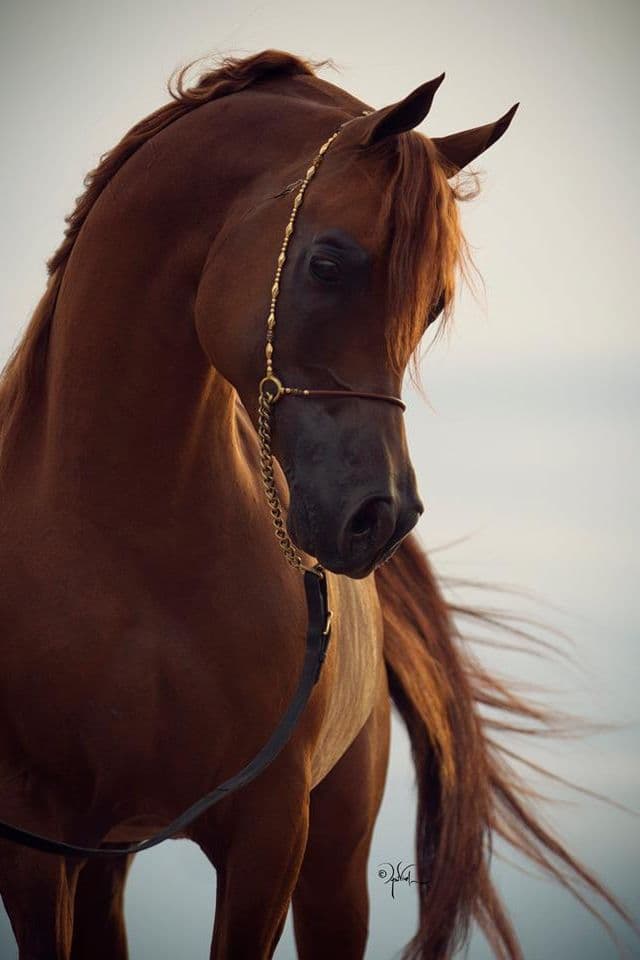 Nibras Al Shaqab