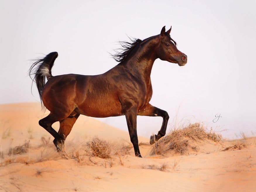 A bay Arabian stallion moving across desert sand