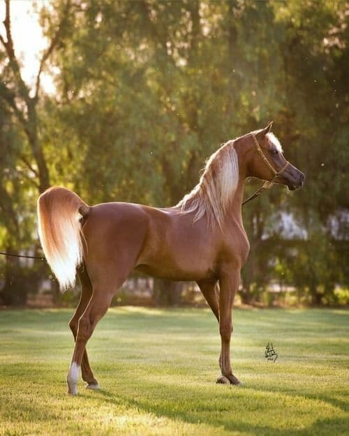 Saqr Al Khalediah